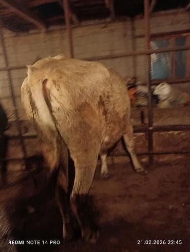 Аквариумы: Продаю | Тёлка | Швицкая | На откорм, На забой, Для разведения | Племенные, Привязанные — 7