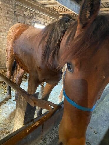 корм форели: Продаю | Жеребенок, Жеребец, Кобыла (самка) | Полукровка | Для разведения, На забой, Рабочий — 15