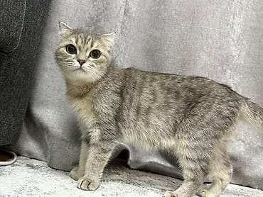Шотландские котята (скоттиш-фолд/скоттиш-страйт) Все по 3000с