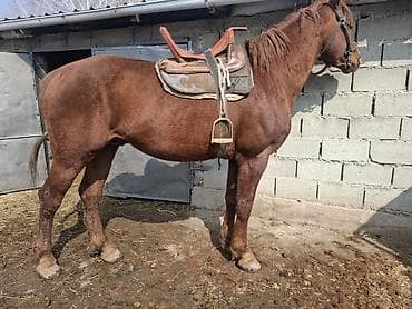 А\ч жаныбралары үчүн товарлар жана шаймандар: Сатам | Байтал | Жумушка — 1