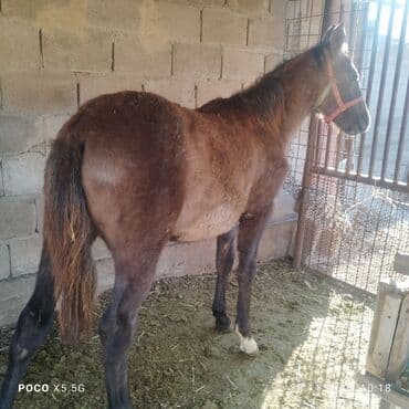 бычок купить: Продаю | Кобыла (самка) | Для разведения, Конный спорт | Племенные — 2