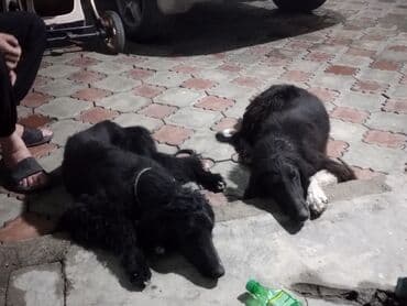 Кемирүүчүлөр: Продам контейнер для перевозки питомцев!!! Хотите поехать на отдых, а — 3