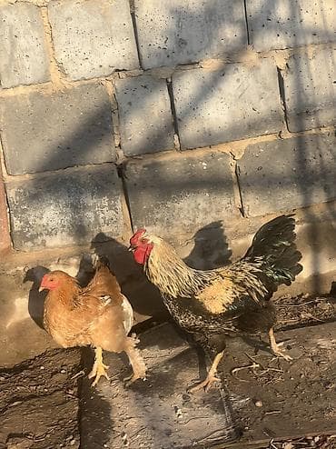 орпингтон куры: Продаю | Куры, Петух | Брама | Для разведения — 7