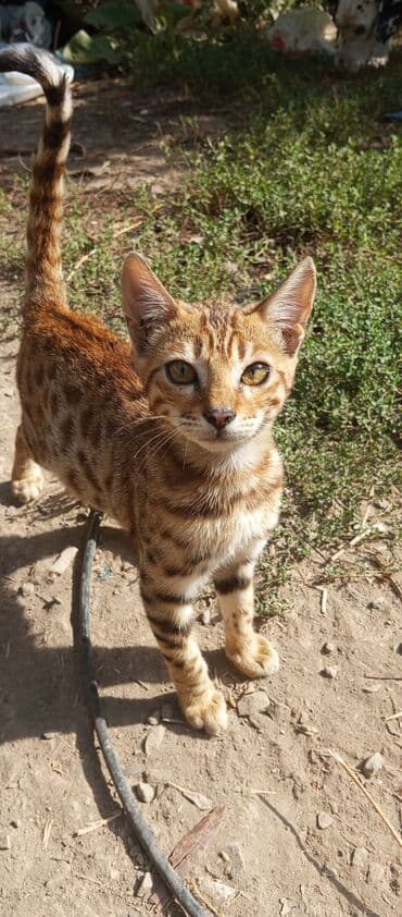 котята норвежской лесной кошки: Бенгальская, 6 месяцев, Девочка, Рыжий — 1