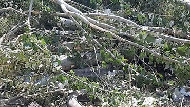 Дарактарды теректи кесип беребиз, келишим баада сатып да алабыз терек