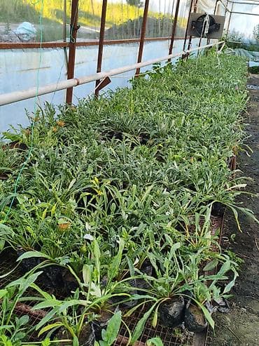 теплицы петуньи: Платная доставка — 6