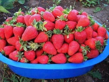 лента для капельного полива: Капельная лента 1 метр -1.75 сом Капельное орошение!!!#Капельная — 10