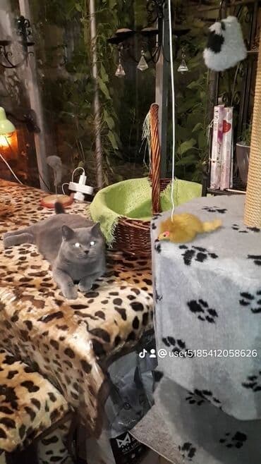 где купить домик для кошки: Для котиков и кошечек круглосуточная кото-гостиница г.Бишкек — 2