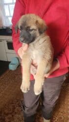 собака питбуль: 1 месяц, Самец, С прививкой — 9