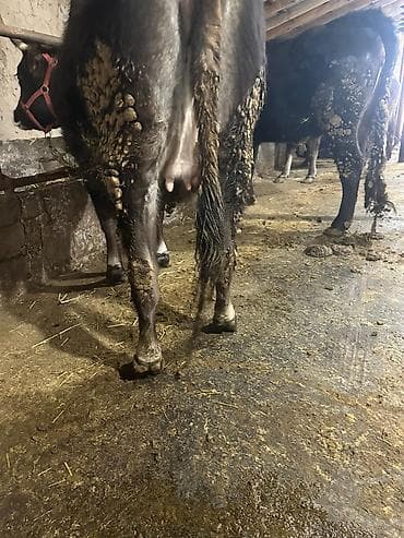 Аквариумдар: Сатам | Уй (ургаачы), Кунаажын | Аргын | Көбөйтүү үчүн, Сүт алуу үчүн — 2