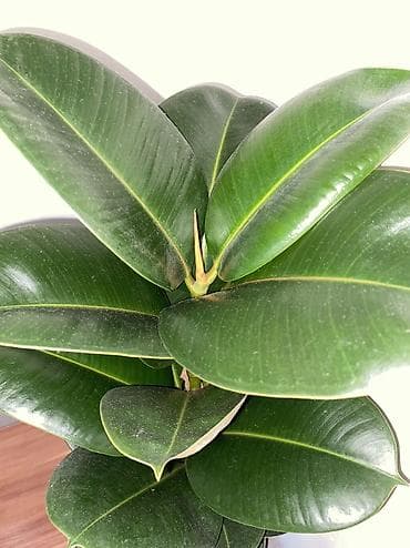 Бөлмө өсүмдүктөрү: Фикус эластика (Rubber Plant) в горшке - Сорт: вероятно — 2