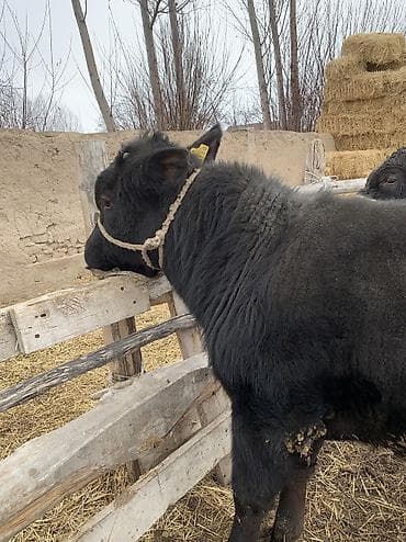 абердин: Сатам | Бука (эркек), Музоо | Ангус, Абердин-ангус | Бордоп семиртүү үчүн, Союуга — 4
