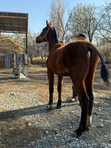 цены породистых собак: Продаю | Жеребенок | Конный спорт — 3