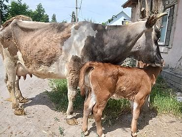 доилний апарат: Продаю | Корова (самка) | Для молока | Привязанные — 3