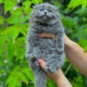 продажа вислоухих шотландских котят: Котята породы Scottish fold Профессиональный питомник Victory Pride — 2