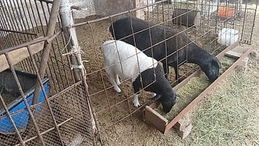 Животные: Продаю | Овца (самка) | На забой | Матка — 2