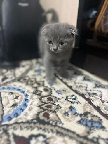 голубей: Скотиш Фолд (Шотландская вислоухая), 1 месяц, Девочка, Голубой, Приучена к лотку — 1