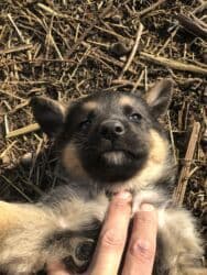 туретский кангал: Овчарка, 1 айлык, Ургаачы — 4