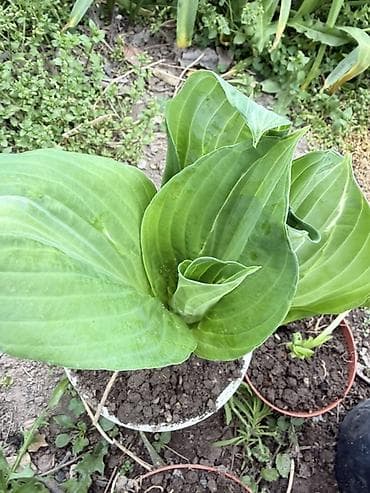 монстера цветок: Хоста крупнолистная в горшке - Разновидность с очень крупными — 2