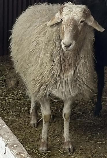 хаски цена собака: Продаю | Овца (самка) — 2