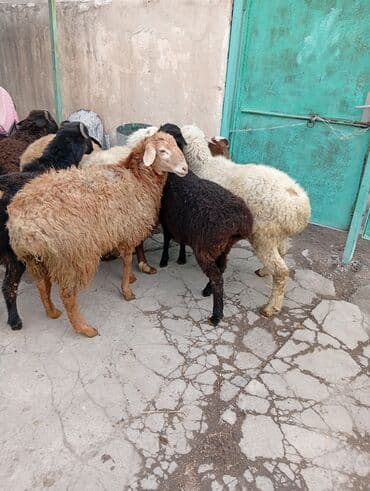 сколько пород собак в мире: Продаю | Баран (самец) | Для разведения | Осеменитель — 7