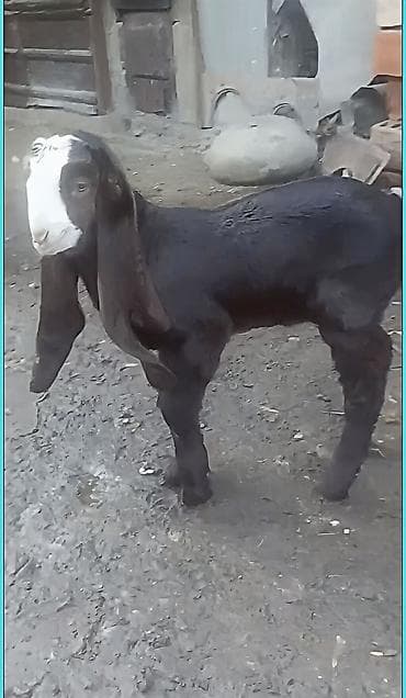 карликовый кох: Продаю | Козлёнок | Камори — 2