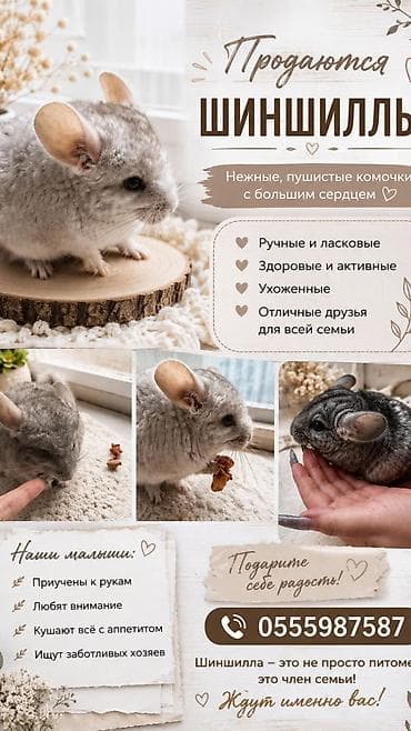 шиншила животное: Шиншиллы Нежные, пушистые комочки с большим сердцем. - Ручные и — 1