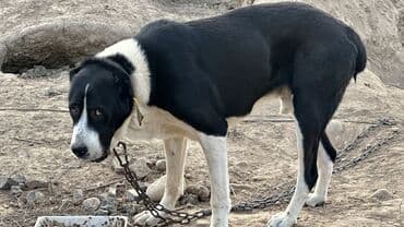 продажа хаски: Алабай, 1 год, Самец, С прививкой — 3