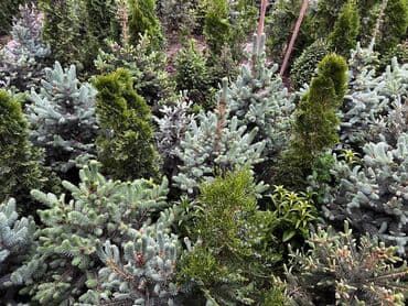 купить саженцы декоративных деревьев: Көчөттөр дарактардын: Карагайлар — 2