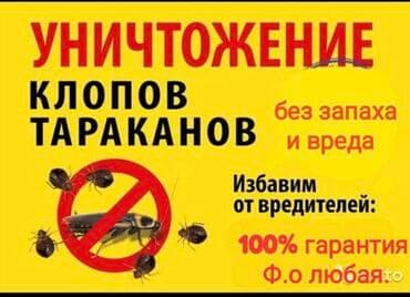 уничтожение клоп блох: Дезинфекция, дезинсекция, | Блохи, Вирусы, микробы, Клопы, | Дома, Кафе, магазины, Квартиры — 2