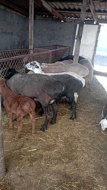 витамины для овец: Продаю | Овца (самка) | Для разведения | Племенные — 6