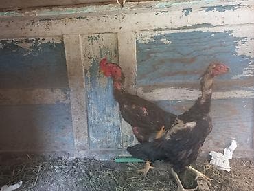 кормушки для животных: Продаю | Петух | Дакан | Для боев — 8