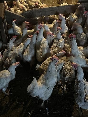 кыргыз довот ит: Сатам | Тооктор | Леггорн | Жумуртка туудуруу үчүн — 4