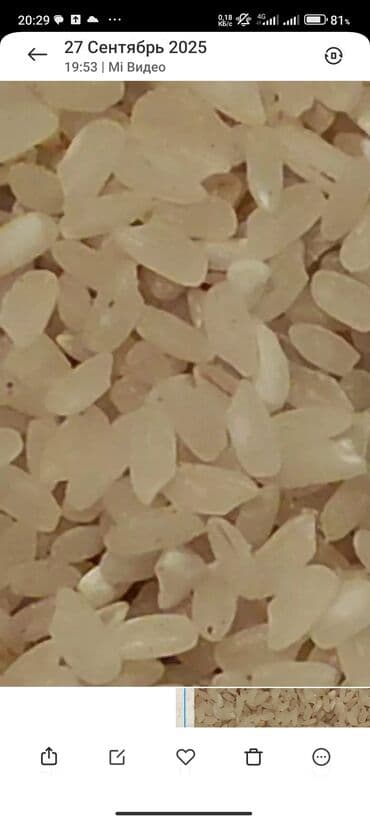 малина кг цена бишкек: Рис шлифованный, белый, среднезерный. Характеристики: - Зерно — 1