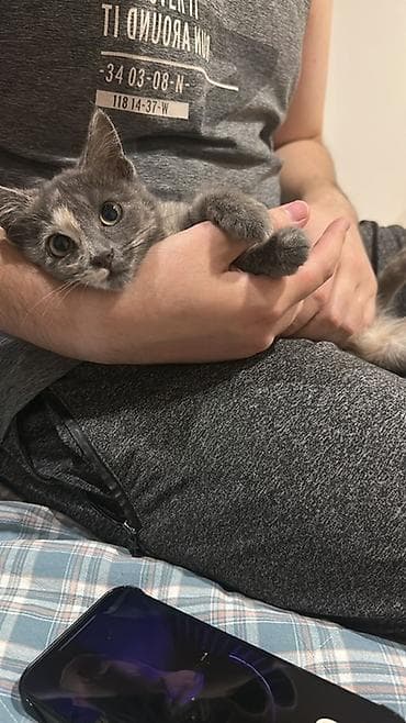 scottish fold: Кошка даром: Беспородная, 3 месяца, Девочка, Приучена к лотку — 2