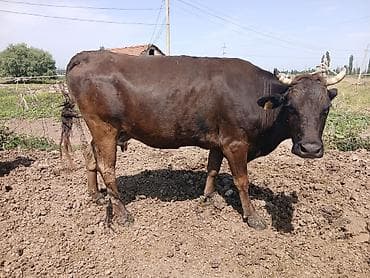 коровы куплю: Продаю | Корова (самка) — 3