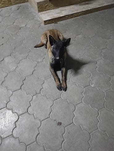 профессиональная дрессировка собак: Порода: бельгийская овчарка (малинуа) Родословный, есть все неоходимые — 3