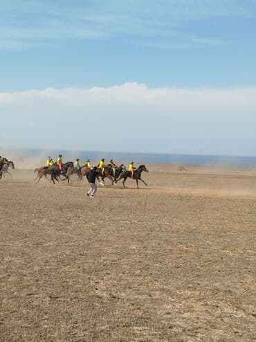 в связи с переездом отдам попугая жако в добрые руки: Кулук Кунан байтал сатылат🔥 скачкиге чабылып журот баасы 200 000🔥 — 3