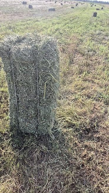 тюк клевер сено: Продам сено в ьюках 1 метр вес 25-30 пишите по воцапу - Заготовка — 2