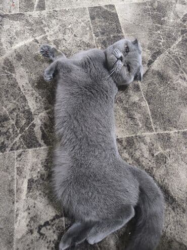 отдам кота я его боюсь: Скотиш Фолд (Шотландская вислоухая), 1 год, Девочка, Серый — 1