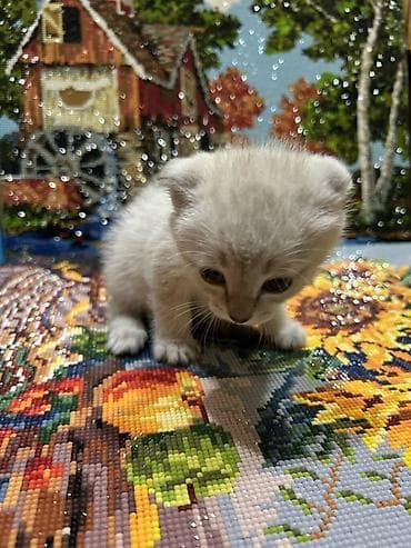 Продажа кошек: Скотиш Фолд (Шотландская вислоухая), 2 месяца, Девочка, Приучена к лотку — 2