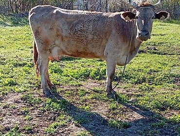 корова дойная: Продаю | Корова (самка) | Голштин | Для молока | Привязанные — 3