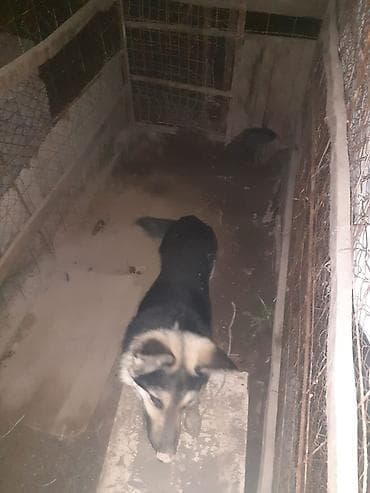 купить собаку корса: Собака даром: Восточноевропейская овчарка, 1 год, Самец, С прививкой — 2