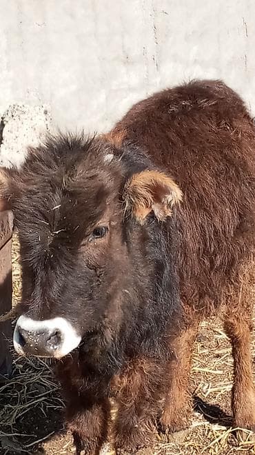 куплю бычок: Продаю | Бык (самец) — 4