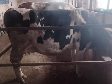 Уйлар, букалар: Сатам | Уй (ургаачы) | Сүт алуу үчүн | Байланган — 10