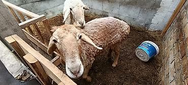 арашан цена: Продаю | Овца (самка), Баран (самец) | Арашан — 4