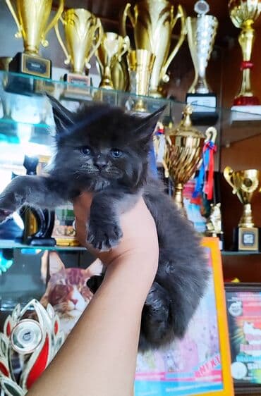 купить кошку в бишкеке: ( фотографии родные Не с интернета и не искусственный — 3