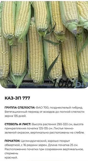 дордой моторс продукты: В продаже семена кукурузы BUDAN (БУДАН) ЗПСК 704 урожайность гибрида — 5