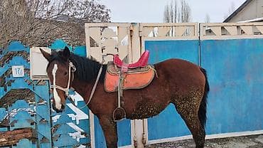 отдам охотничью собаку в хорошие руки: Продаю | Жеребенок | Рабочий — 3