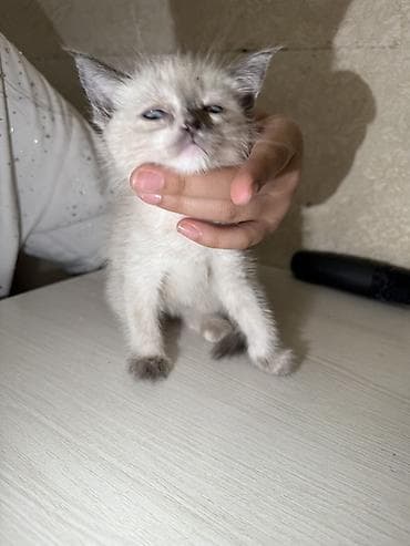 голубя: Котёнок окраса колор-пойнт (светлая шерсть с темными ушками, лапками и — 1